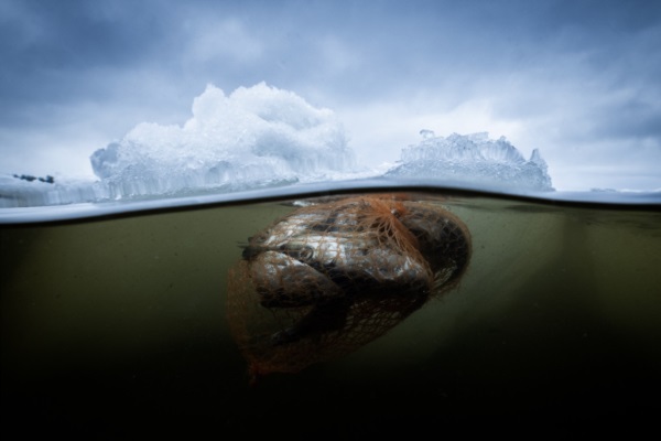 Peces muertos por la contaminación con plásticos, atrapados en una red residual y flotante de ese elemento.
