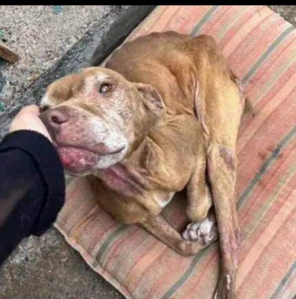 Salvador, el perro que huyó de su vida de sometimientos y maltrato.