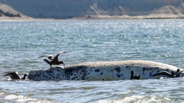 Un ballenato sin vida fue divisado en la mañana de ayer en la costa.
