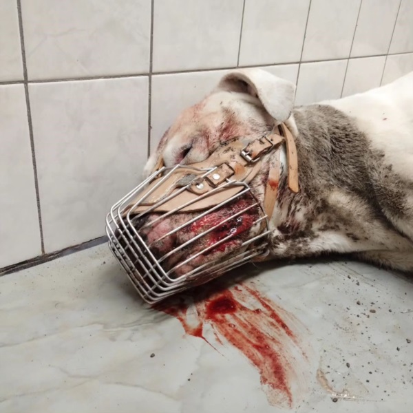 El Dogo tenía una herida de bala en el cráneo. Foto: "Patitas Trelew"