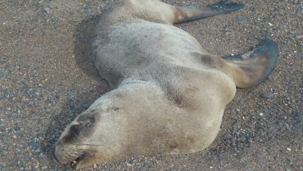 Un lobo marino muerto apareció el domingo en la zona de El Sombrerito en Playa Unión