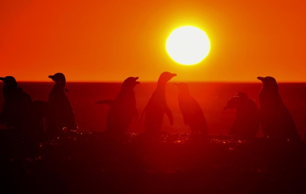 Atardecer. Una postal de Tombo, que tendrá una temporada con cuidados sanitarios por la gripe aviar.  
