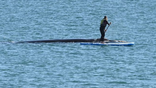 Una surfista haciendo Stand up paddle al lado de una ballena en la costa de Madryn. Foto: Maxi Jonas