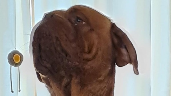 Debajo de su ojo, Ragnar tiene una pequeña cicatriz- Fotografía Diario Jornada